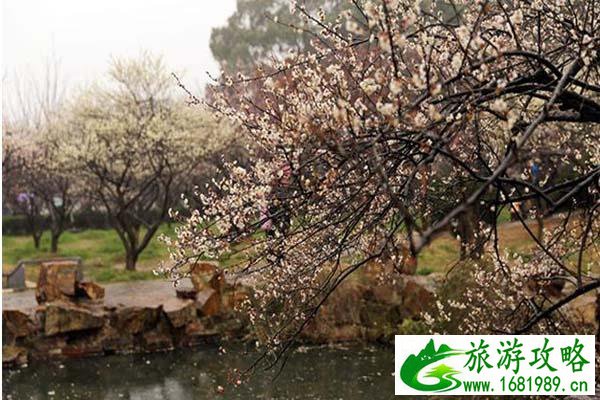 太湖梅花最佳观赏时间 太湖梅花什么时候绽放