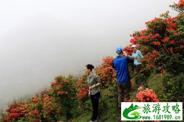 云浮新兴天露山杜鹃花什么时候开