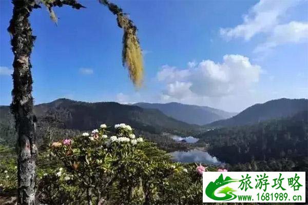 丽江老君山杜鹃花介绍 什么时候开