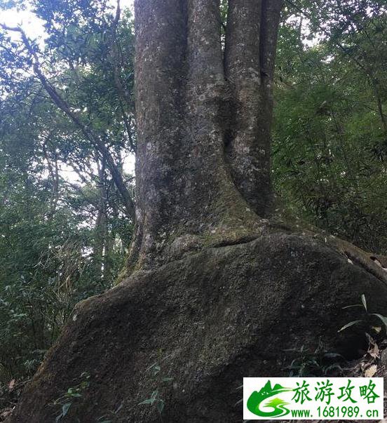 石门国家森林公园天池花海红叶一日游