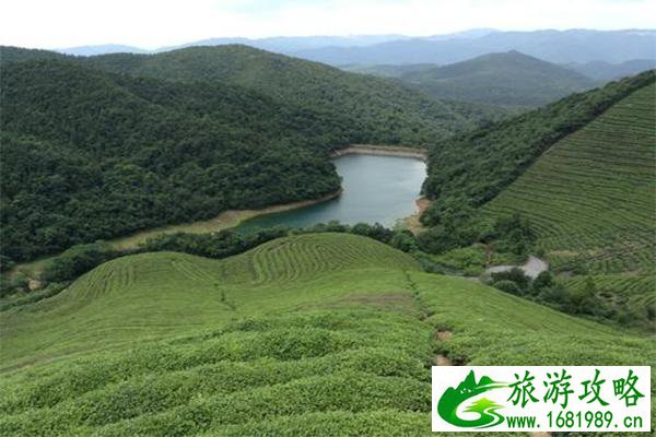 宁波福泉山景区介绍 可以采摘茶叶吗