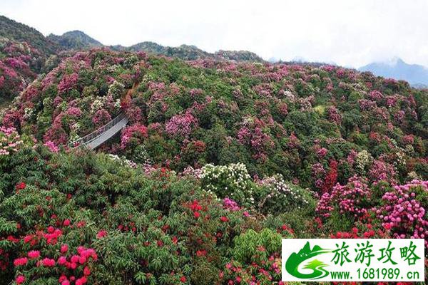 攀枝花龙头山在哪里