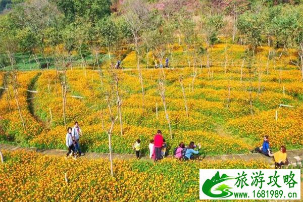 佛山西樵环山花海要门票吗 附赏花指南