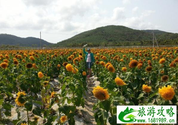 天府玫瑰谷什么时候去最好？几月份去？