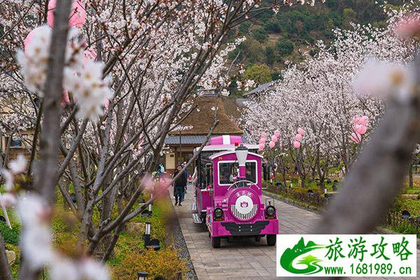 无锡拈花湾樱花号小火车运行时间 无锡拈花湾樱花最新花情2021