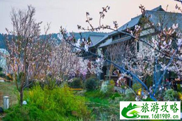 无锡拈花湾樱花号小火车运行时间 无锡拈花湾樱花最新花情2021