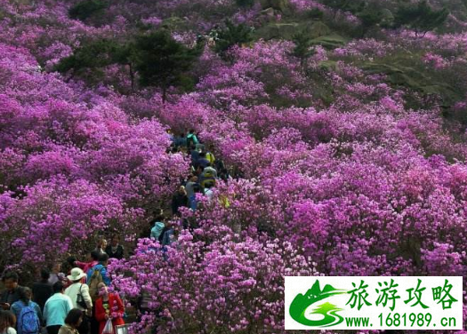 大珠山杜鹃花什么时候开 2022青岛大珠山杜鹃花会时间+地址