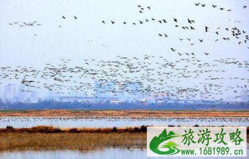 武汉府河湿地在哪里+怎么去