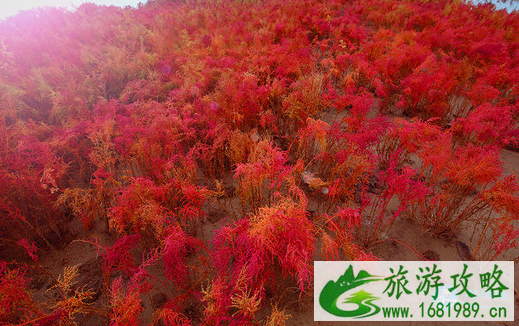 怎么去红海滩风景廊道 红海滩风景廊道自驾怎么走