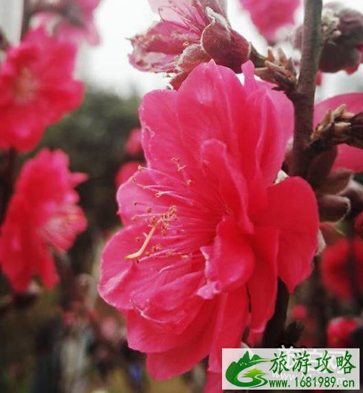 2022深圳莲花山公园桃花花期现在开了吗