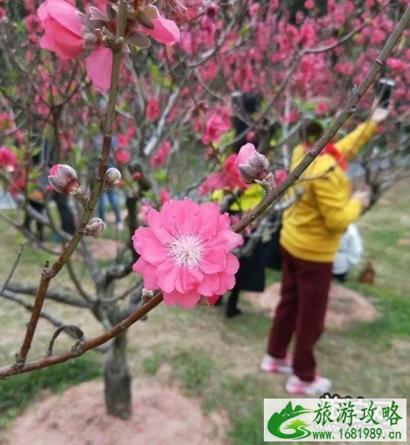 2022深圳莲花山公园桃花花期现在开了吗