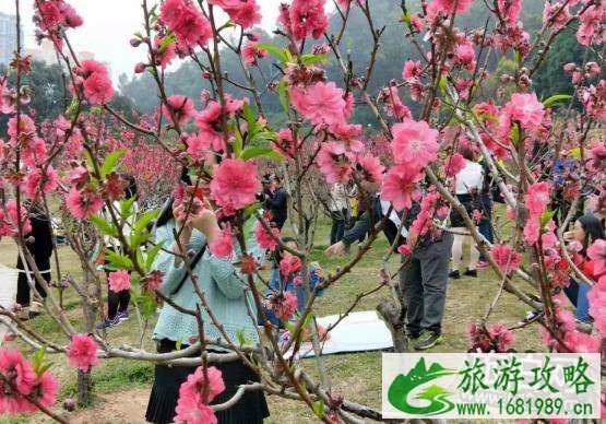 2022深圳莲花山公园桃花花期现在开了吗