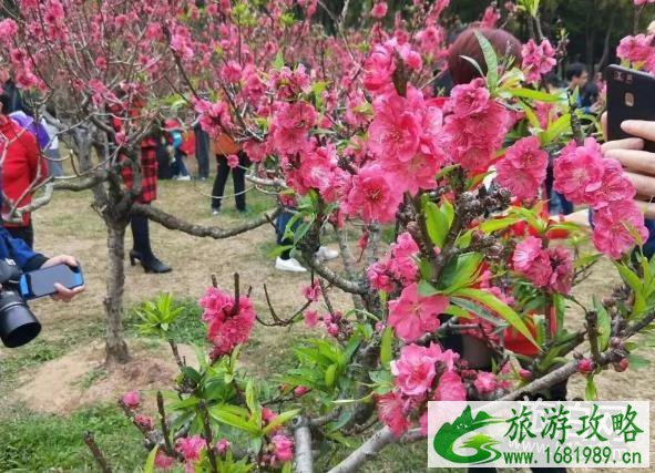 2022深圳莲花山公园桃花花期现在开了吗