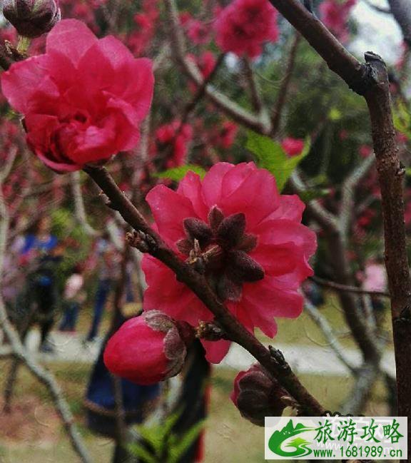 2022深圳莲花山公园桃花花期现在开了吗