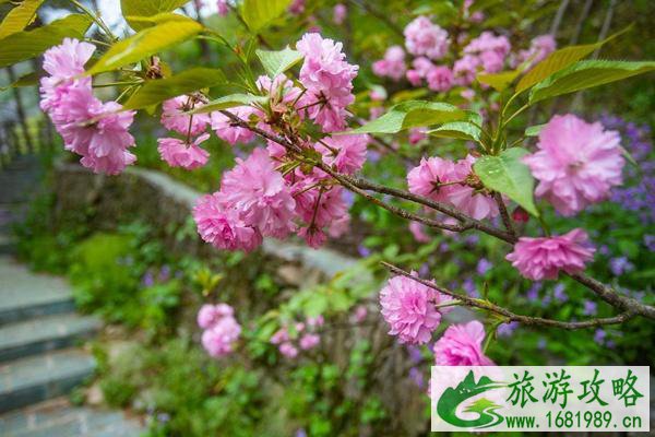 武汉黄陂清凉寨樱花开放时间及门票路线介绍