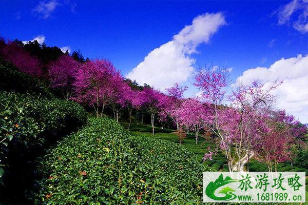 深圳樱花谷风景区在哪里 深圳樱花谷什么时候去最好