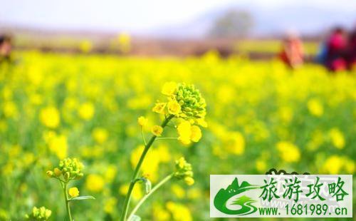 2022北京油菜花在哪里 北京油菜花什么时候开