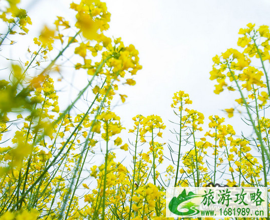 2022北京油菜花在哪里 北京油菜花什么时候开