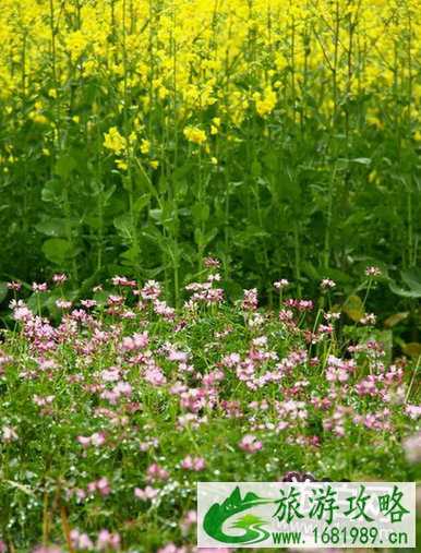 2022北京油菜花在哪里 北京油菜花什么时候开