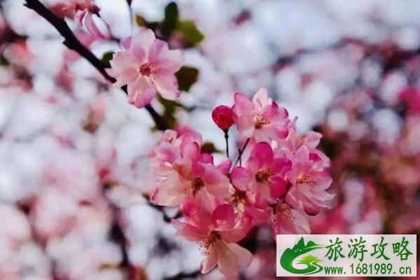 惠州油菜花去哪里看 惠州赏花景点2022