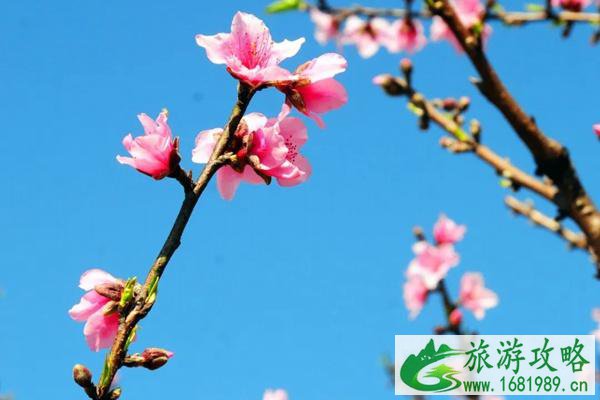 2022广州赏花景点推荐 油菜花、樱花、薰衣草都给大家盘出来了