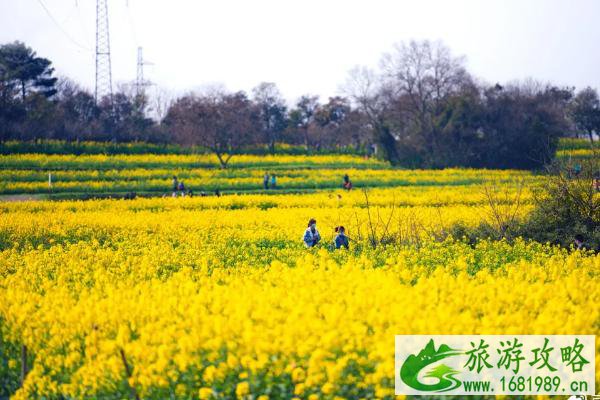 南京市内油菜花观赏地点汇总