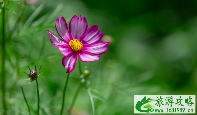 潍坊赏花的地方推荐 油菜花、樱花这些花都有得看哦