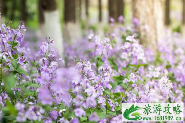 潍坊赏花的地方推荐 油菜花、樱花这些花都有得看哦