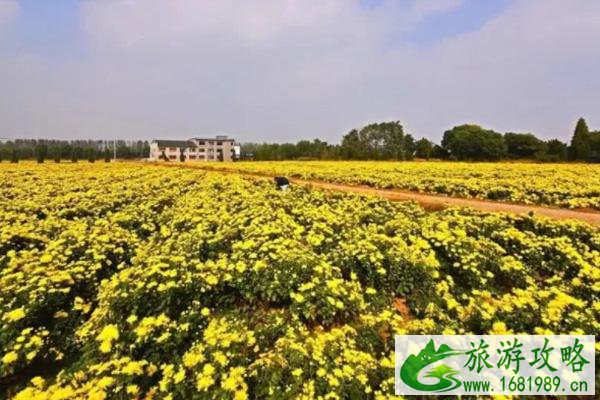 2021无锡金色山联菊花旅游文化节举办时间-活动详情