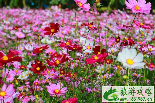 成都格桑花海在哪里 6月成都赏花地点推荐