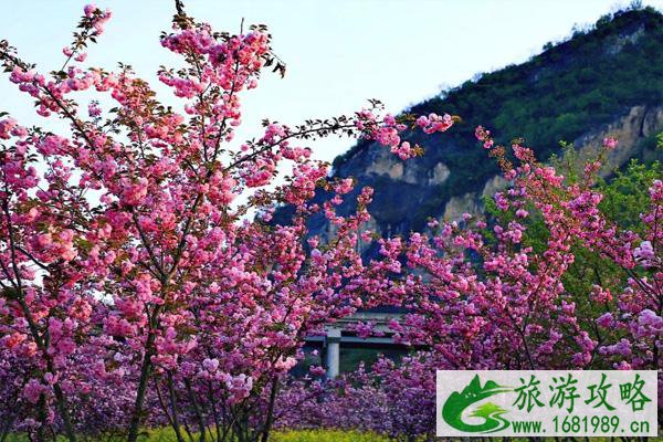 十堰郧阳首届桃花节开幕时间 及活动详情