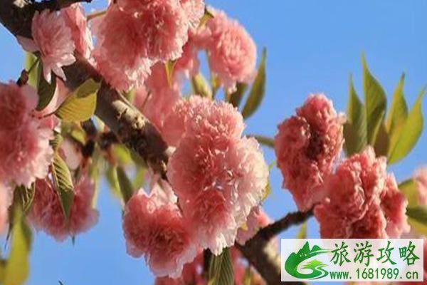 2021南宁龙门水都樱花艺术节活动时间-优惠门票