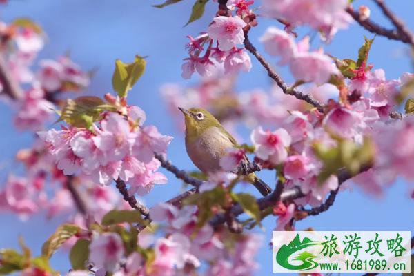 宁波樱花哪里好看 宁波赏花的地方在哪里