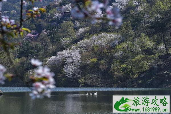 2021武汉清凉寨樱花节开始时间 