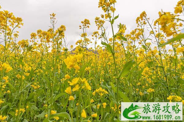 2021重庆潼南油菜花节时间-游玩地点及交通路线