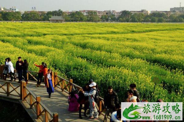 2021东莞桥头油菜花节游玩攻略 油菜花节时间-地点-交通指南