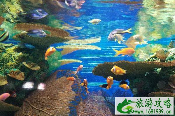 2020上海海洋水族馆场馆有哪些 及海洋水族馆游玩攻略