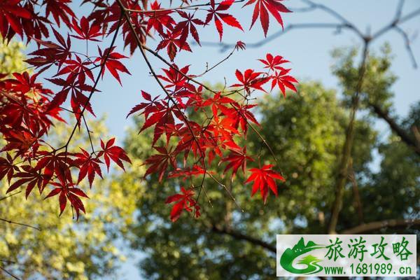 2020苏州天平山红枫节 时间-地点-门票