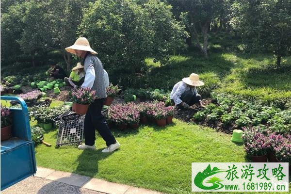 2020上海植物园秋季花展时间 上海植物园秋季花展门票和介绍