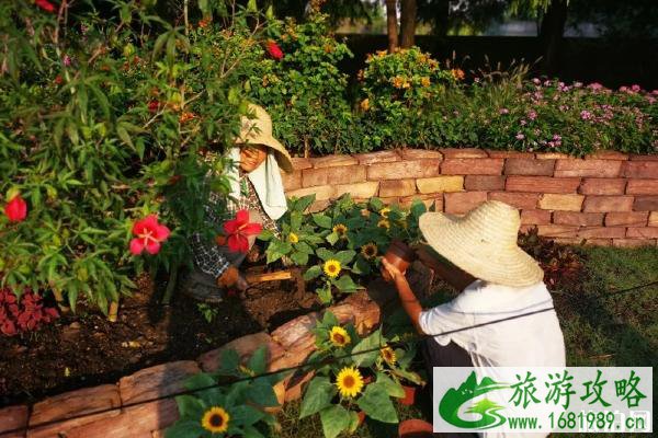 2020上海植物园秋季花展时间 上海植物园秋季花展门票和介绍