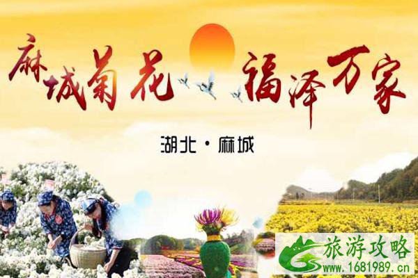 2020麻城菊花节是几月几日和在什么地方