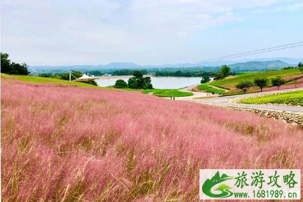 句容芝樱小镇粉黛谷在哪里 芝樱小镇粉黛乱子草观赏时间