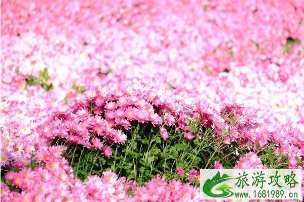 2020北京菊花文化节在哪里和时间 北京菊花文化节怎么样