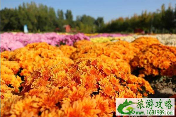 2020新疆昌吉菊花展什么时候开始 昌吉菊花展在哪里举办和活动介绍