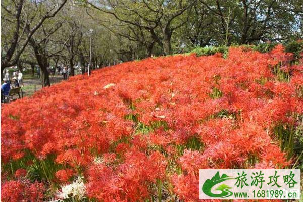 日本关东彼岸花最多的地方推荐