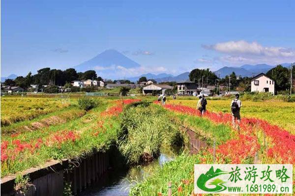 日本关东彼岸花最多的地方推荐