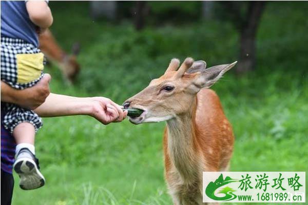 南京明孝陵的鹿在哪 南京明孝陵梅花鹿攻略