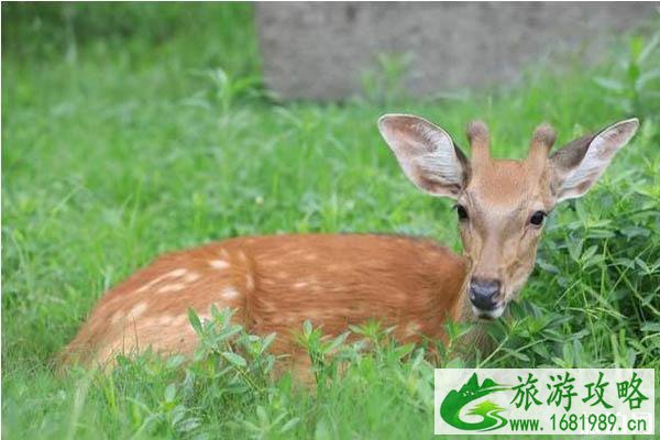 南京明孝陵的鹿在哪 南京明孝陵梅花鹿攻略