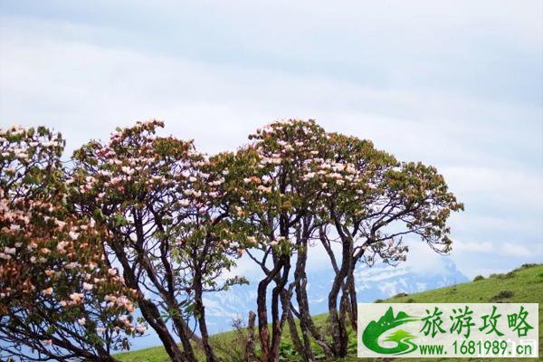 平武磨子坪杜鹃花最佳观赏期及游玩指南-美食推荐