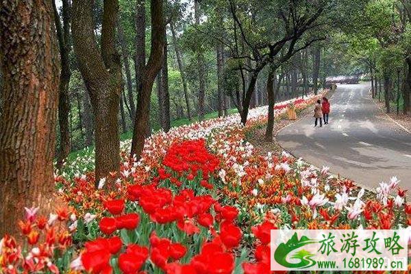 2020湖南省森林植物园玫瑰月季花展时间和地点